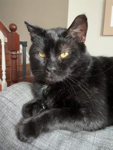 Jonas Cat