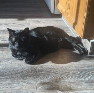 Jonas Cat