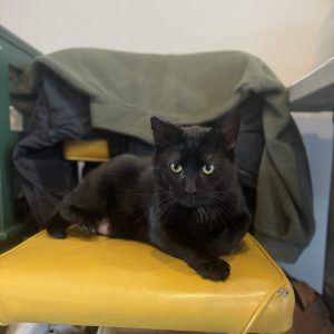 Jonas Cat
