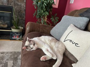 Kramer Cat