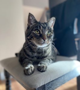 Lexi Cat
