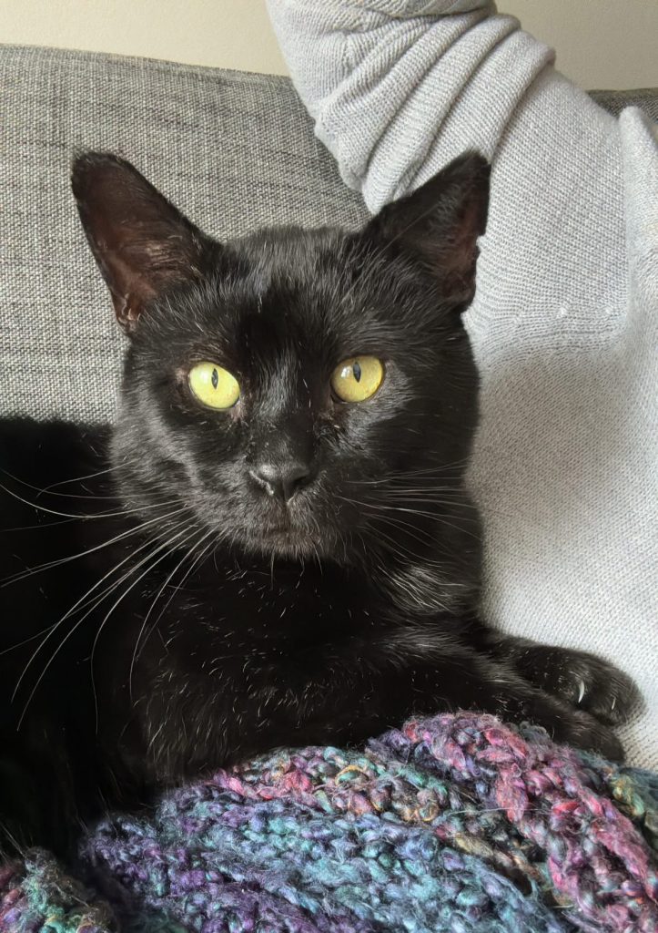 Jonas Cat