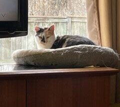 Kiki Cat