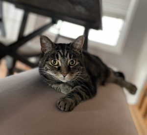 Lexi Cat