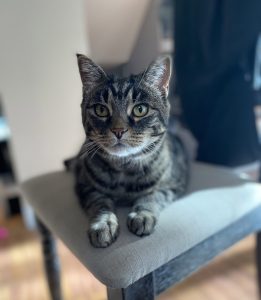 Lexi Cat