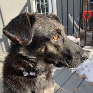 Lyla Dog