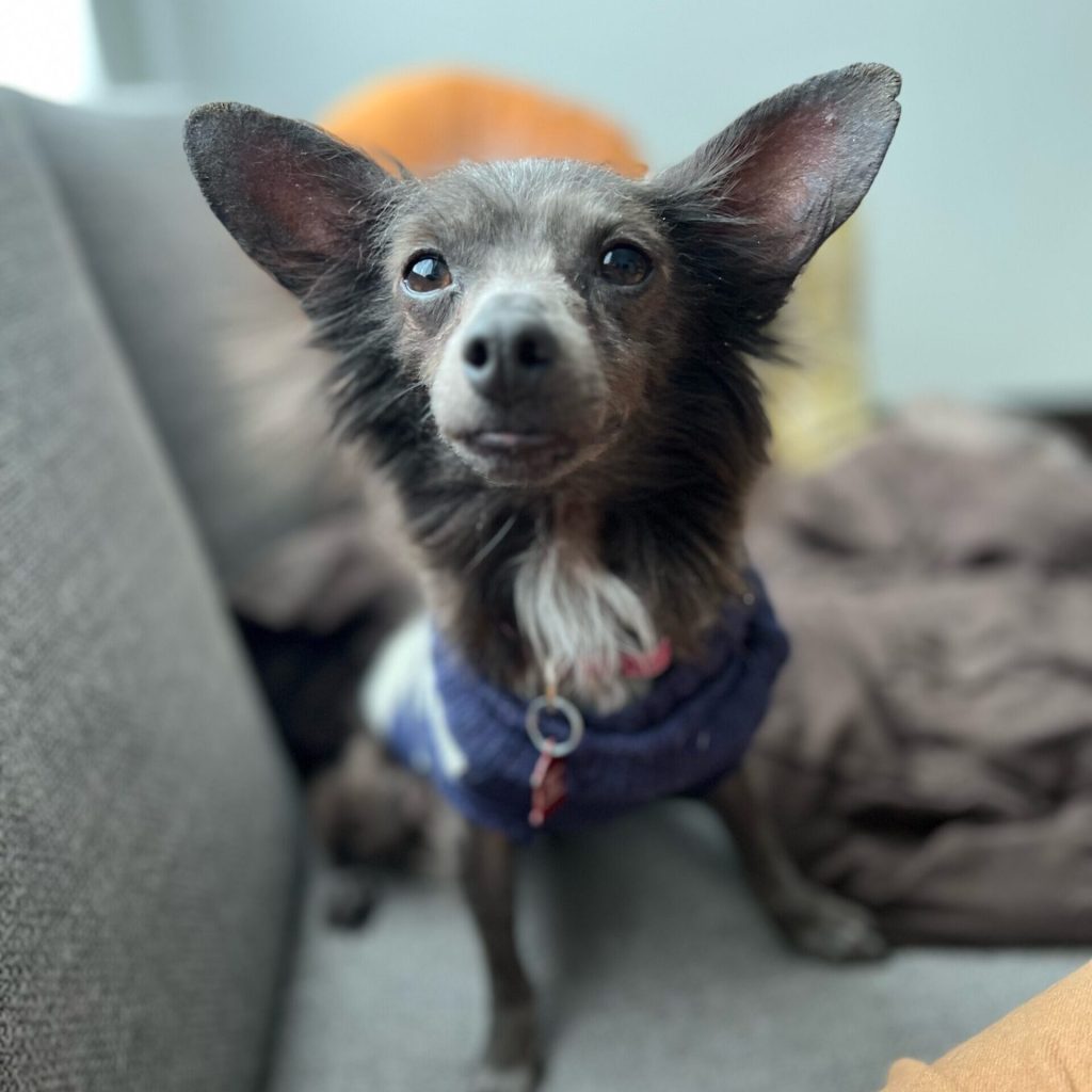 Mahomes Dog