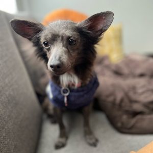 Mahomes Dog