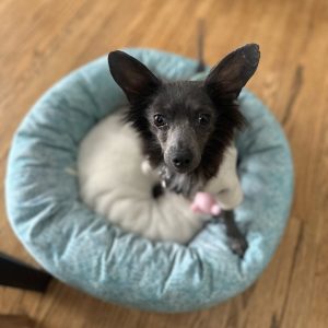 Mahomes Dog