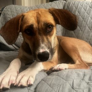Malla Dog