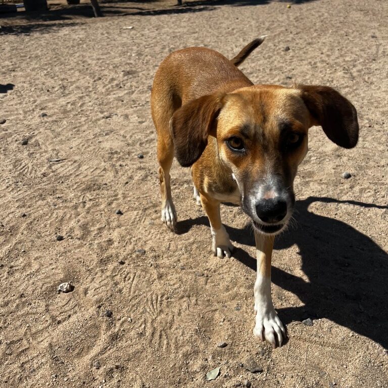 Malla Dog