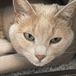 Nisha Cat