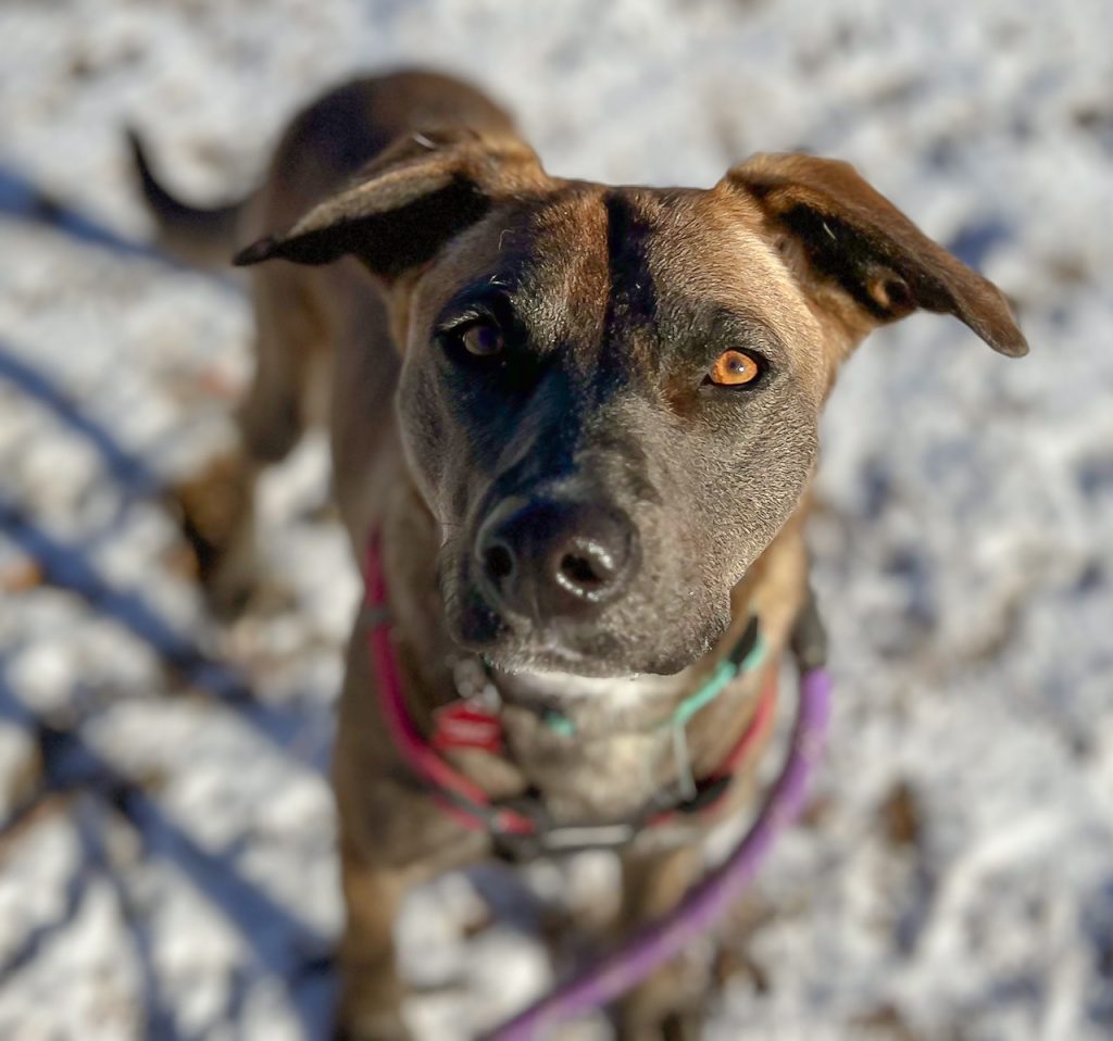 Nova Dog