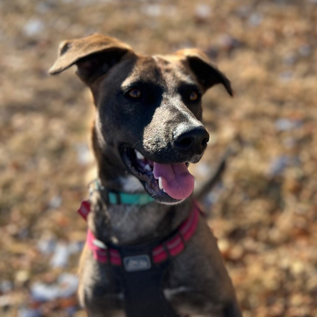 Nova Dog