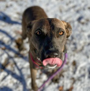 Nova Dog