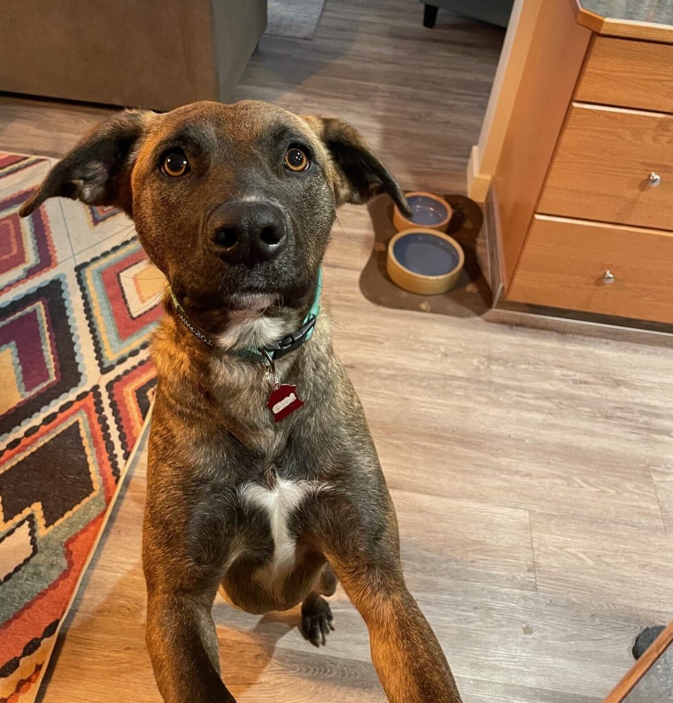 Nova Dog
