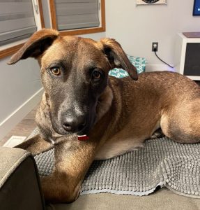 Nova Dog