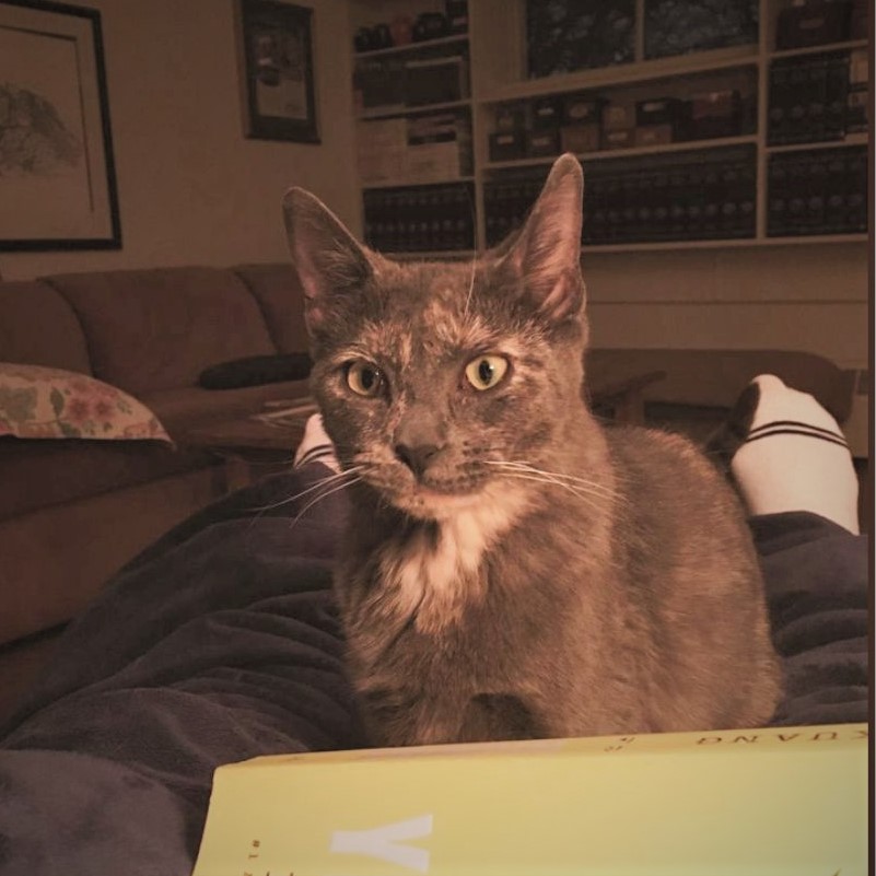 Oracle Cat