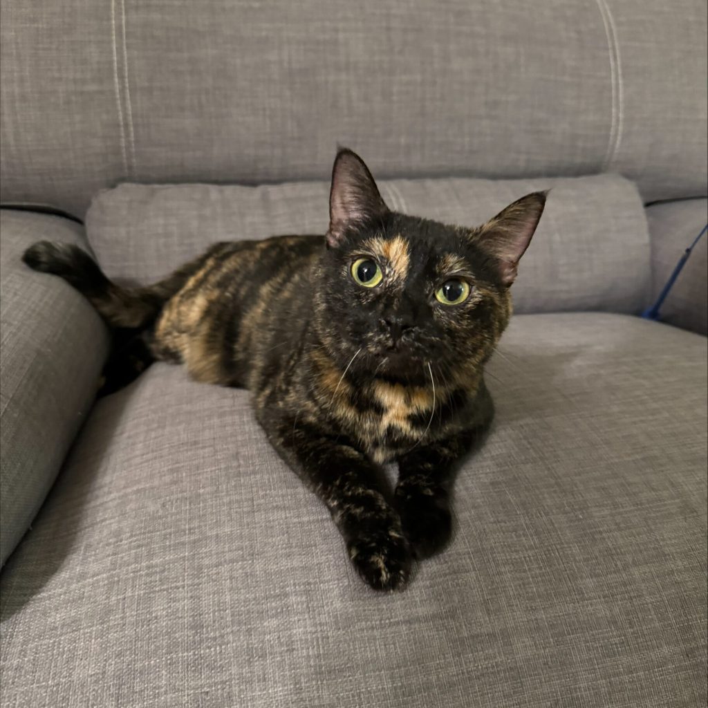 Peekaboo Cat