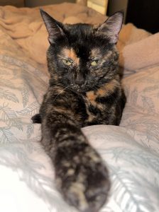 Peekaboo Cat