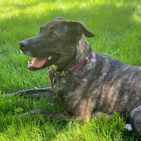 Pepper Dog