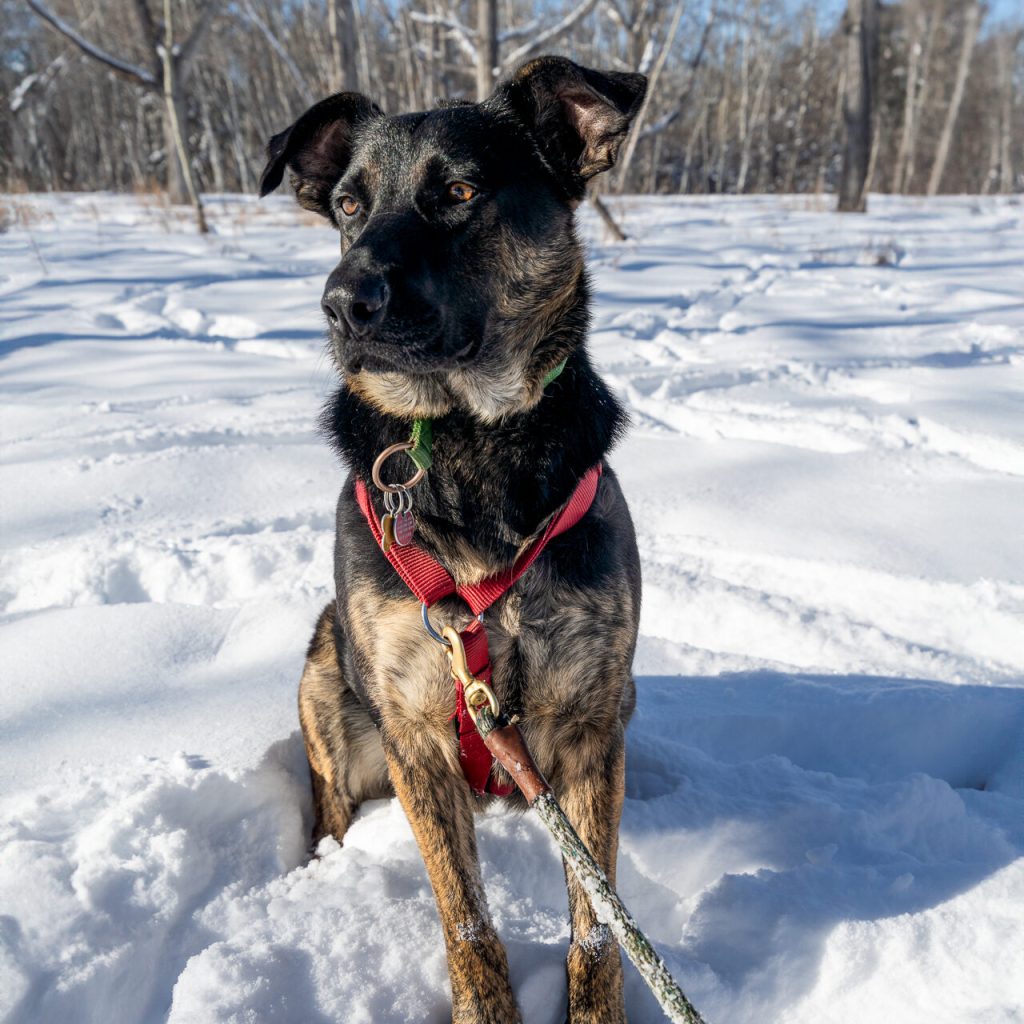Lyla Dog