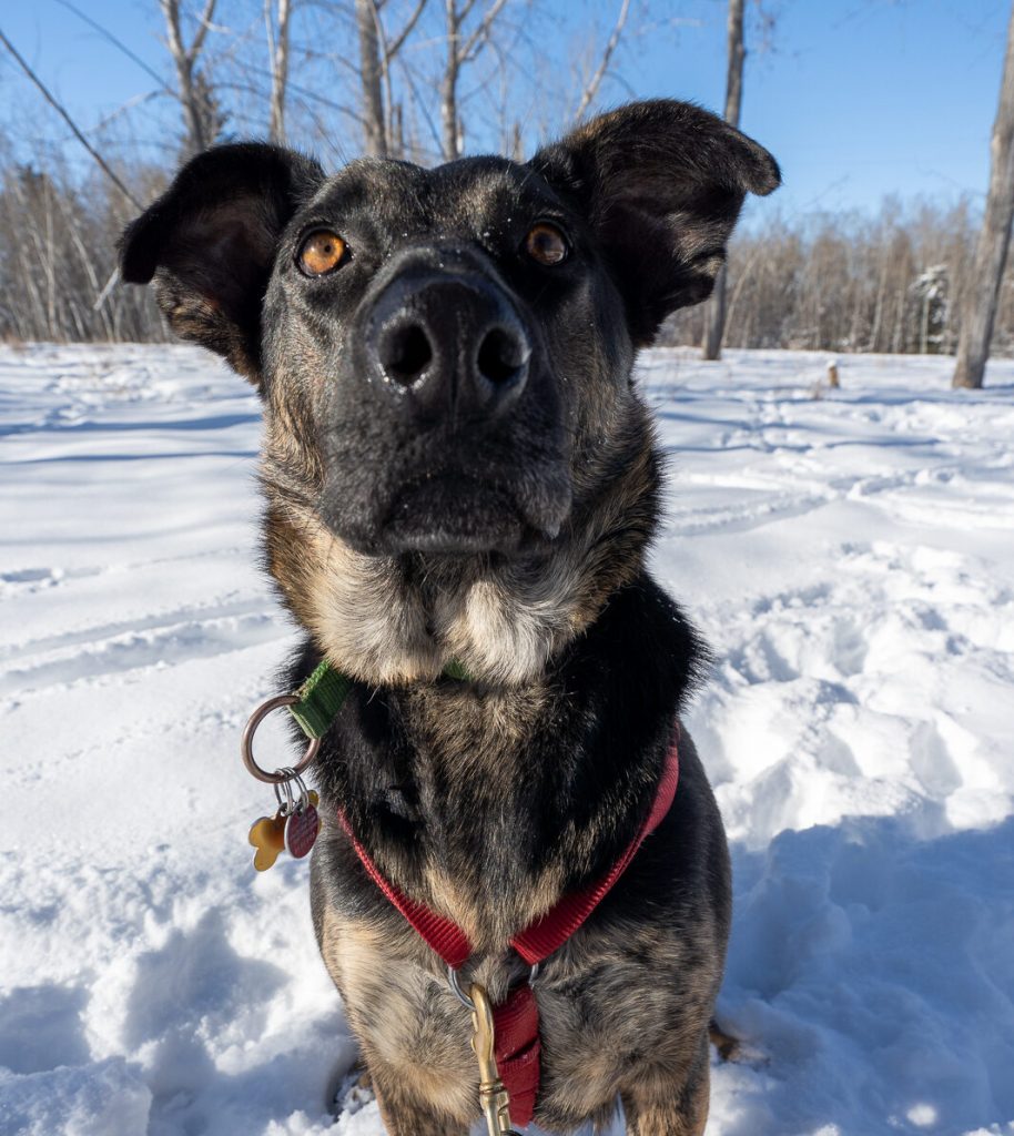 Lyla Dog