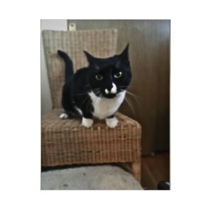 Boogee Cat