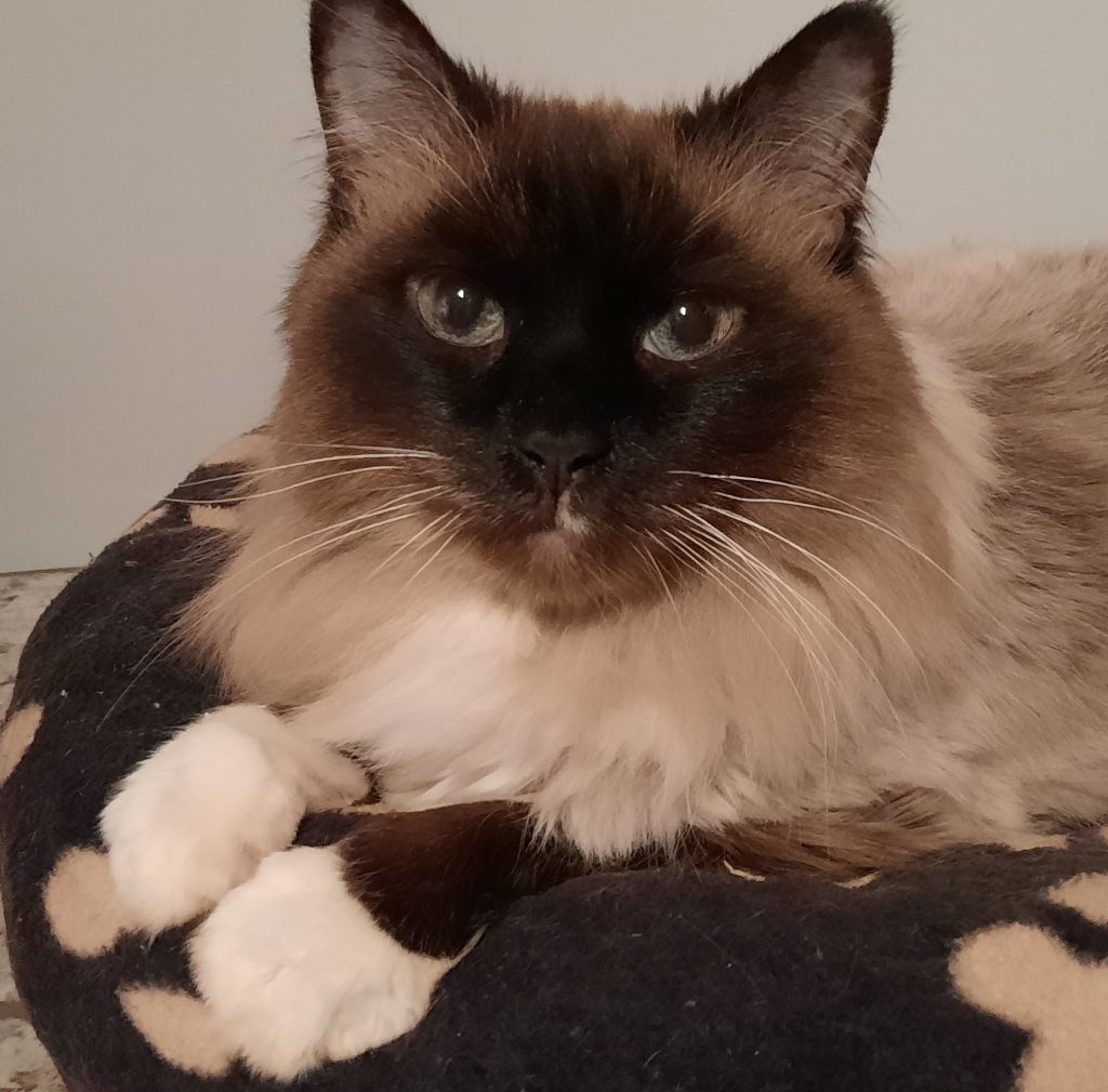 Cassia Cat