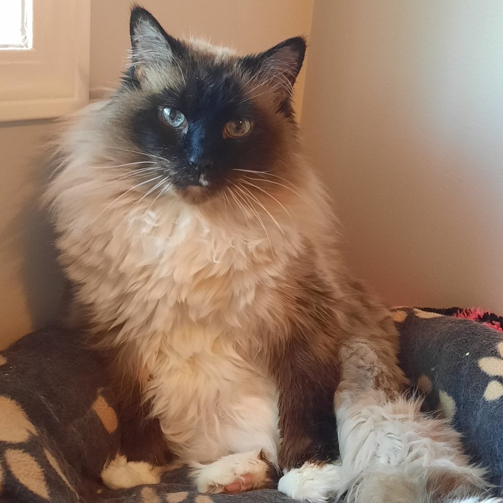 Cassia Cat