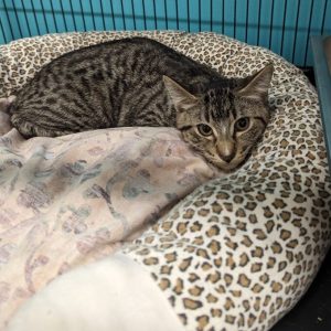Cypress Cat