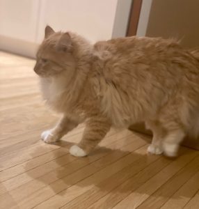 Firefly Cat