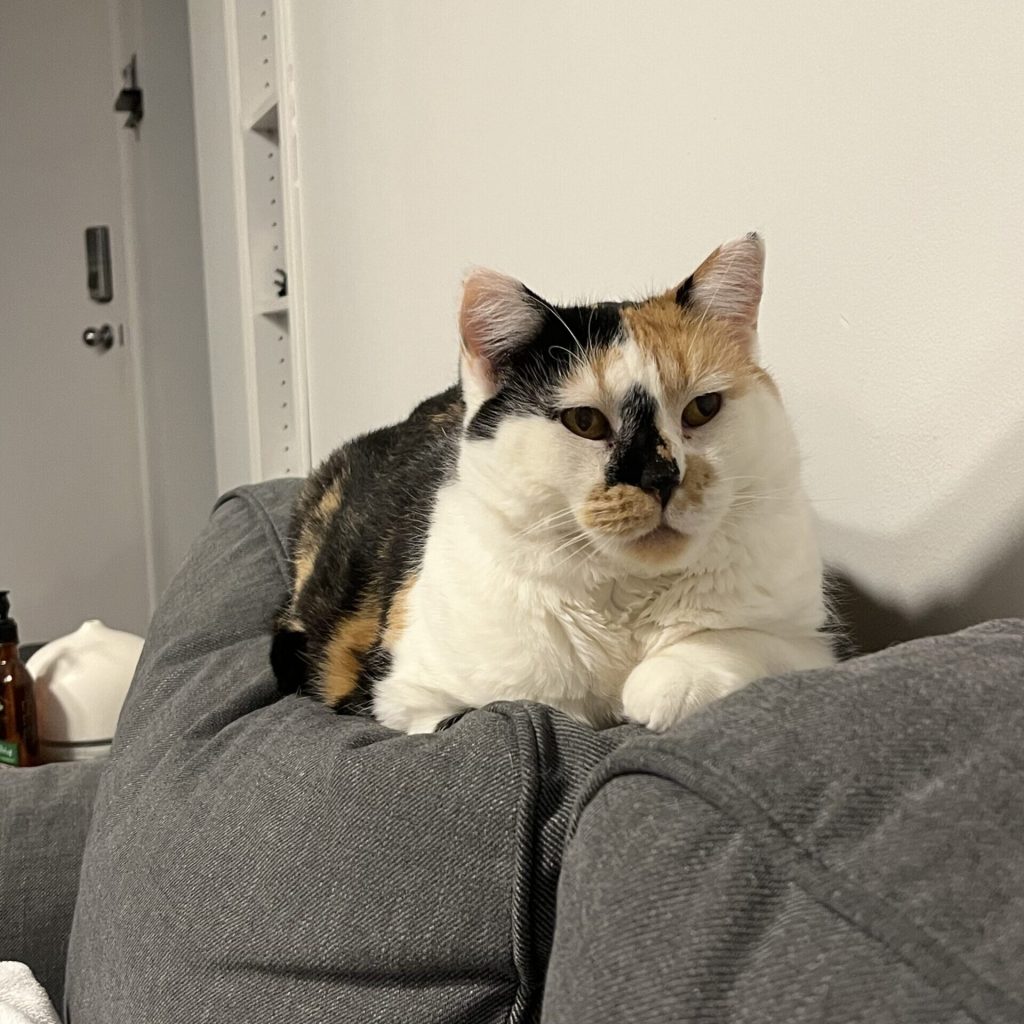 Kiki Cat
