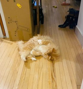 Firefly Cat