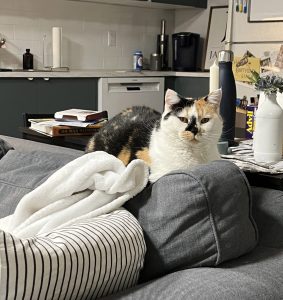 Kiki Cat