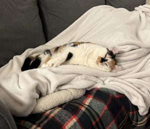 Kiki Cat