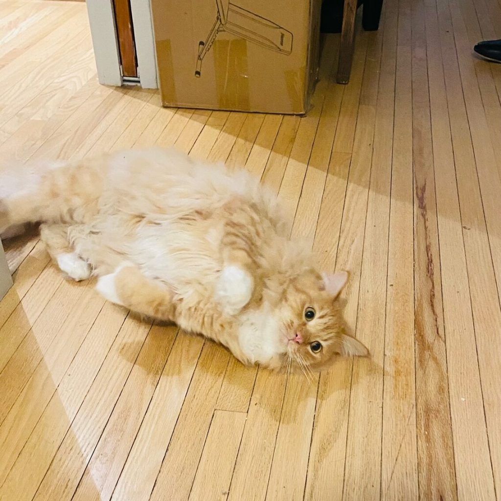Firefly Cat