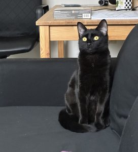 Jingle Cat