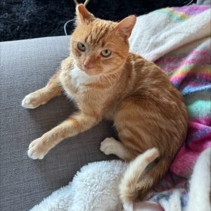 Apricot Cat