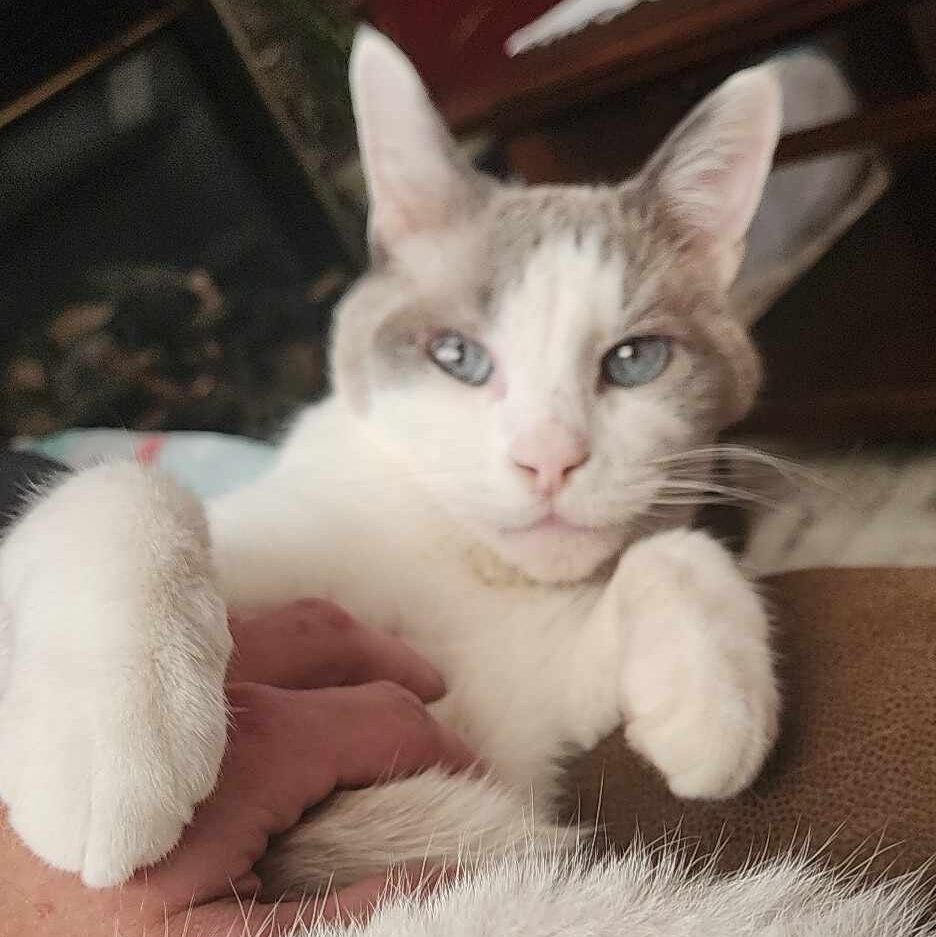 Kramer Cat
