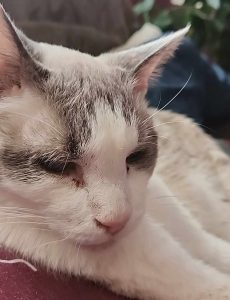 Kramer Cat