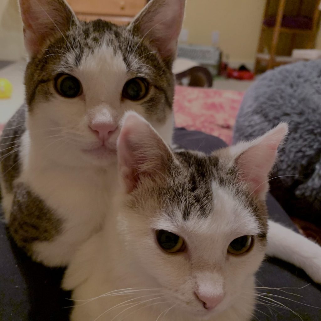Nars & Stila Cats